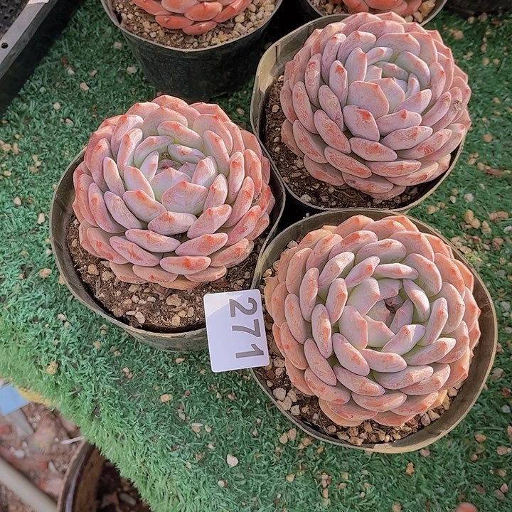 271橙子多肉植物组合