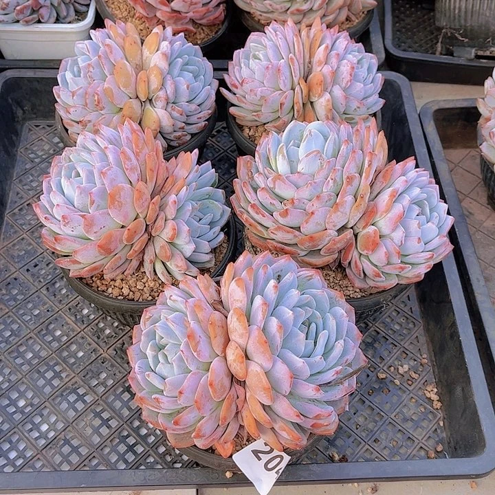 204橙子多肉植物组合