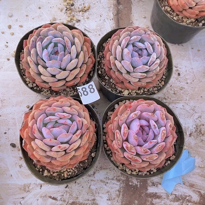 588橙子，有晒伤橙子多肉