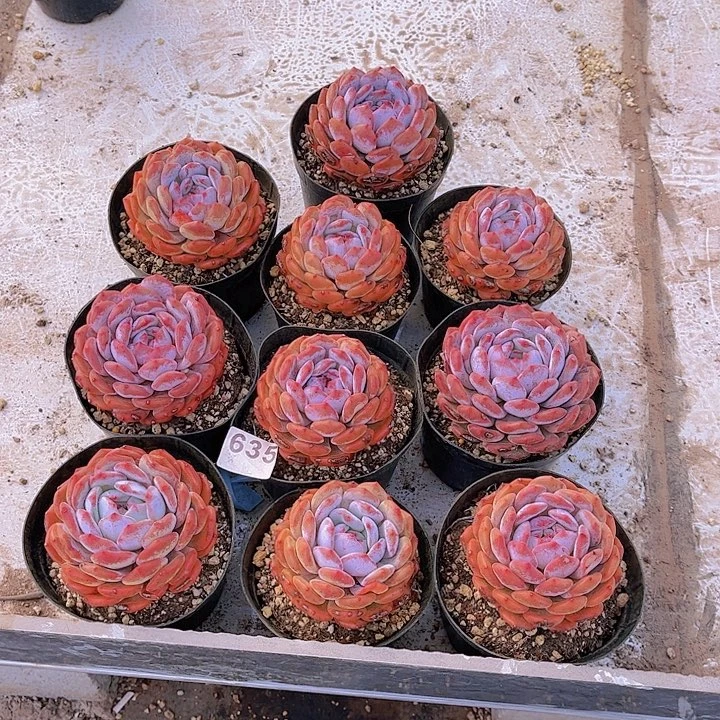 635橙子多肉植物组合,有晒伤