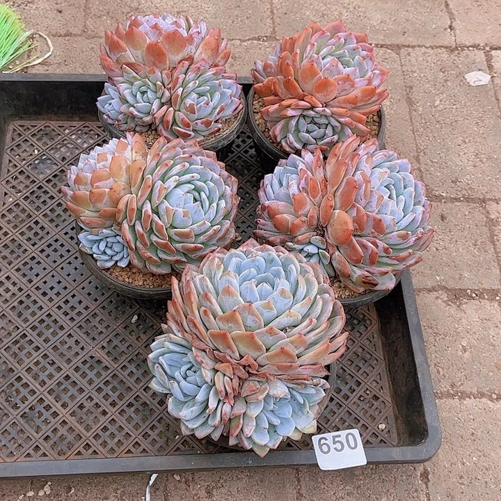 650橙子多肉植物组合