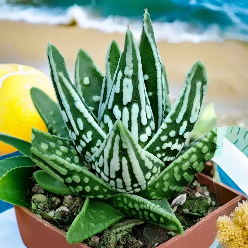 十二卷属多肉大全琉璃殿天使之泪鹰爪波露不夜城芦荟硬叶稀缺植物