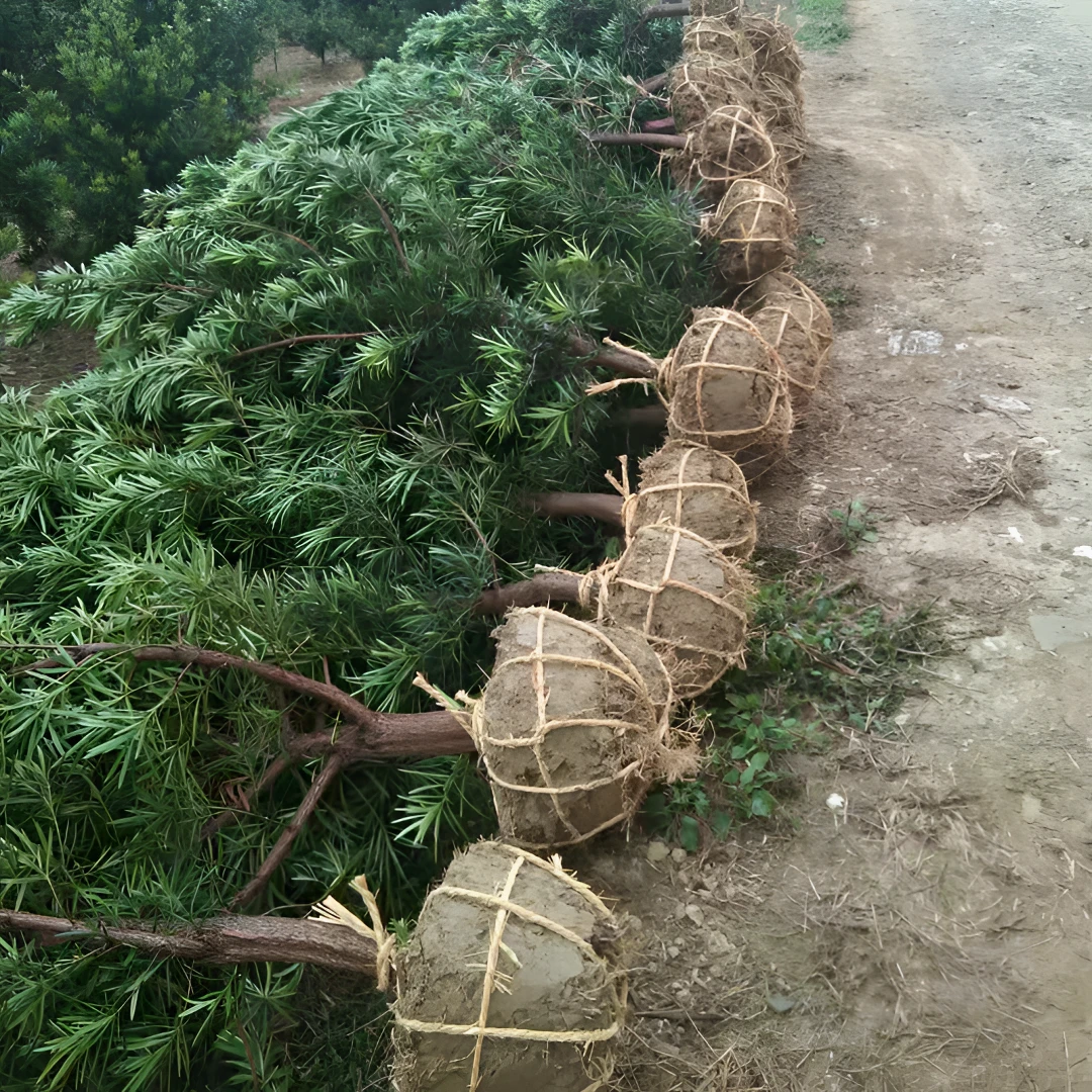 原生罗汉松树苗可盆栽可造型罗汉松毛坯日本罗汉松小叶罗汉松包邮