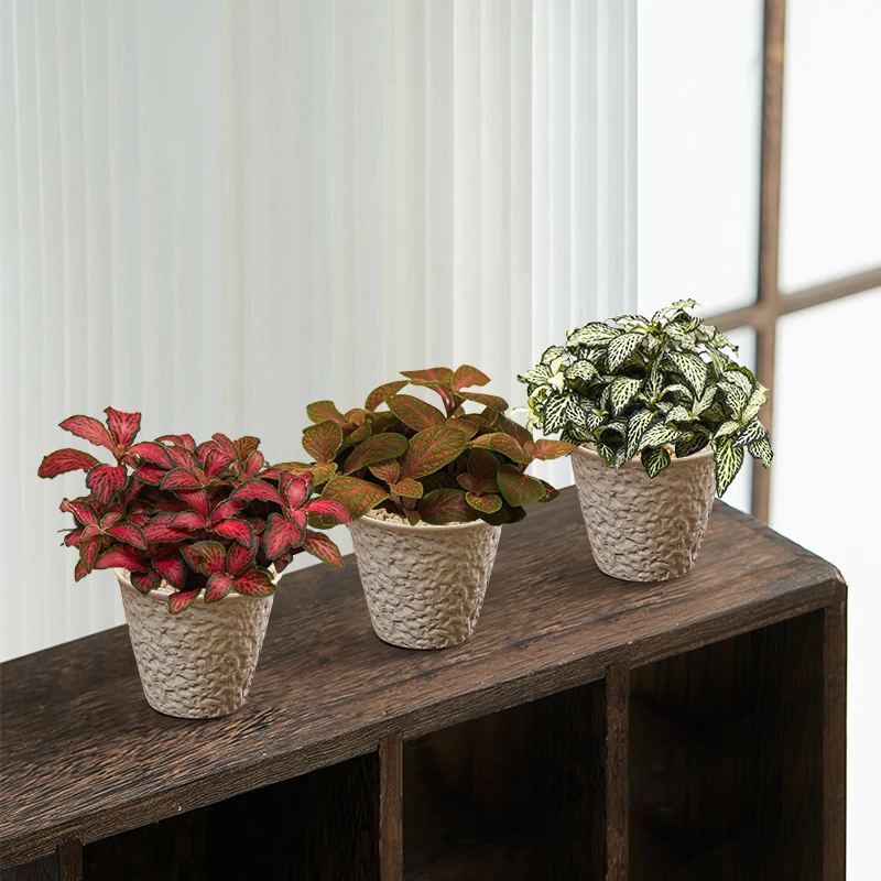 网纹草桌面迷你小盆栽好养耐阴喜湿办公室茶几中式古风盆栽绿植物