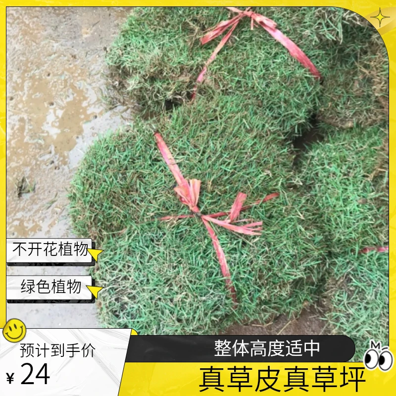 真草皮带泥土草发货土壤精选种植带花季节售后移栽直供根系
