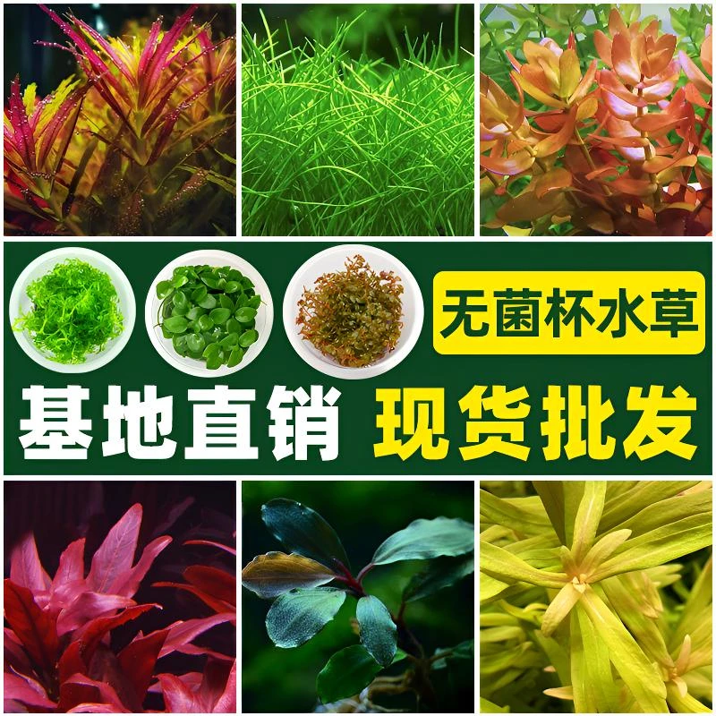 无菌水草杯水草植物真草造景阴性牛毛水草前景水草矮无菌杯