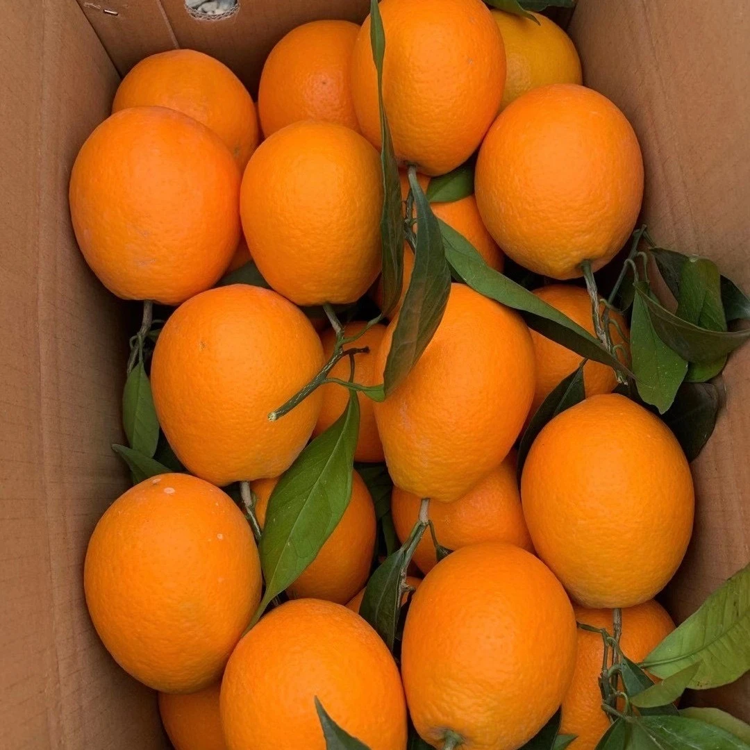 奉节脐橙浑然天成