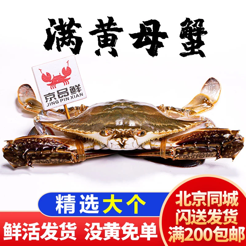 一只满黄母蟹梭子蟹 鲜活梭子蟹满黄母蟹 重量可选 北京 当日送达