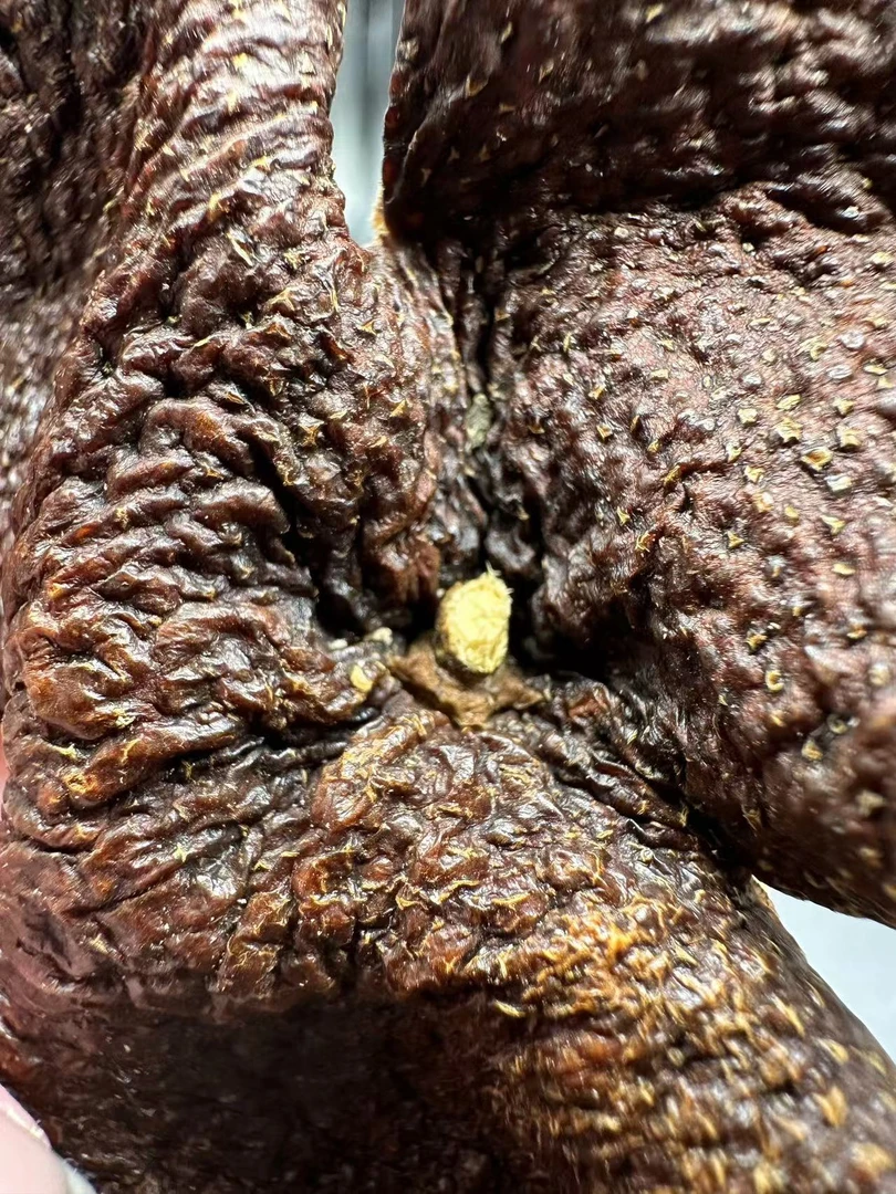 【康潮一品】2017年大红 陈皮