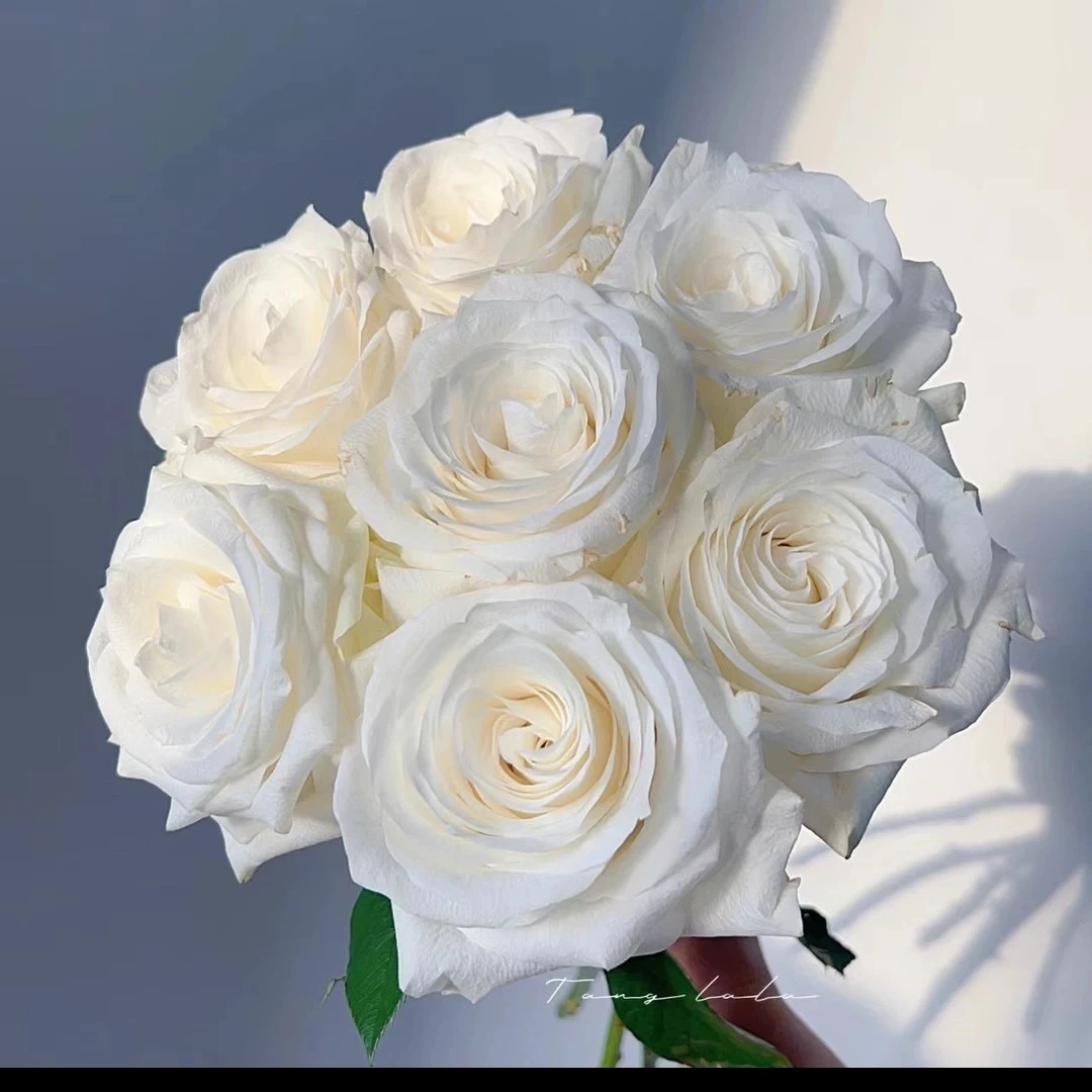 新品白色切花【骄傲】白色高杯大切花耐热耐晒阳台庭院月季