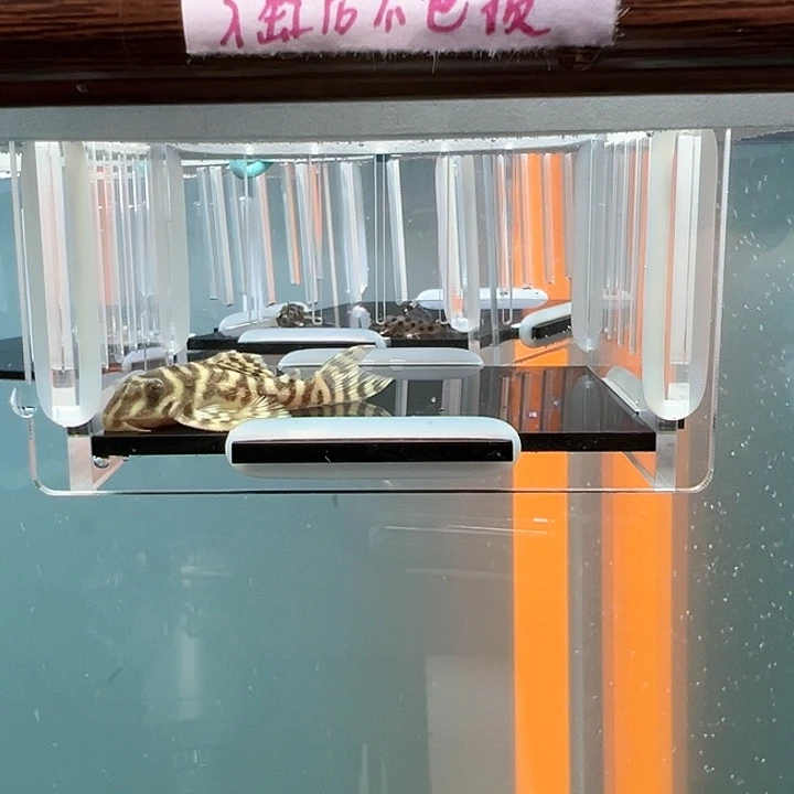 清道夫热带鱼不分公母4.5