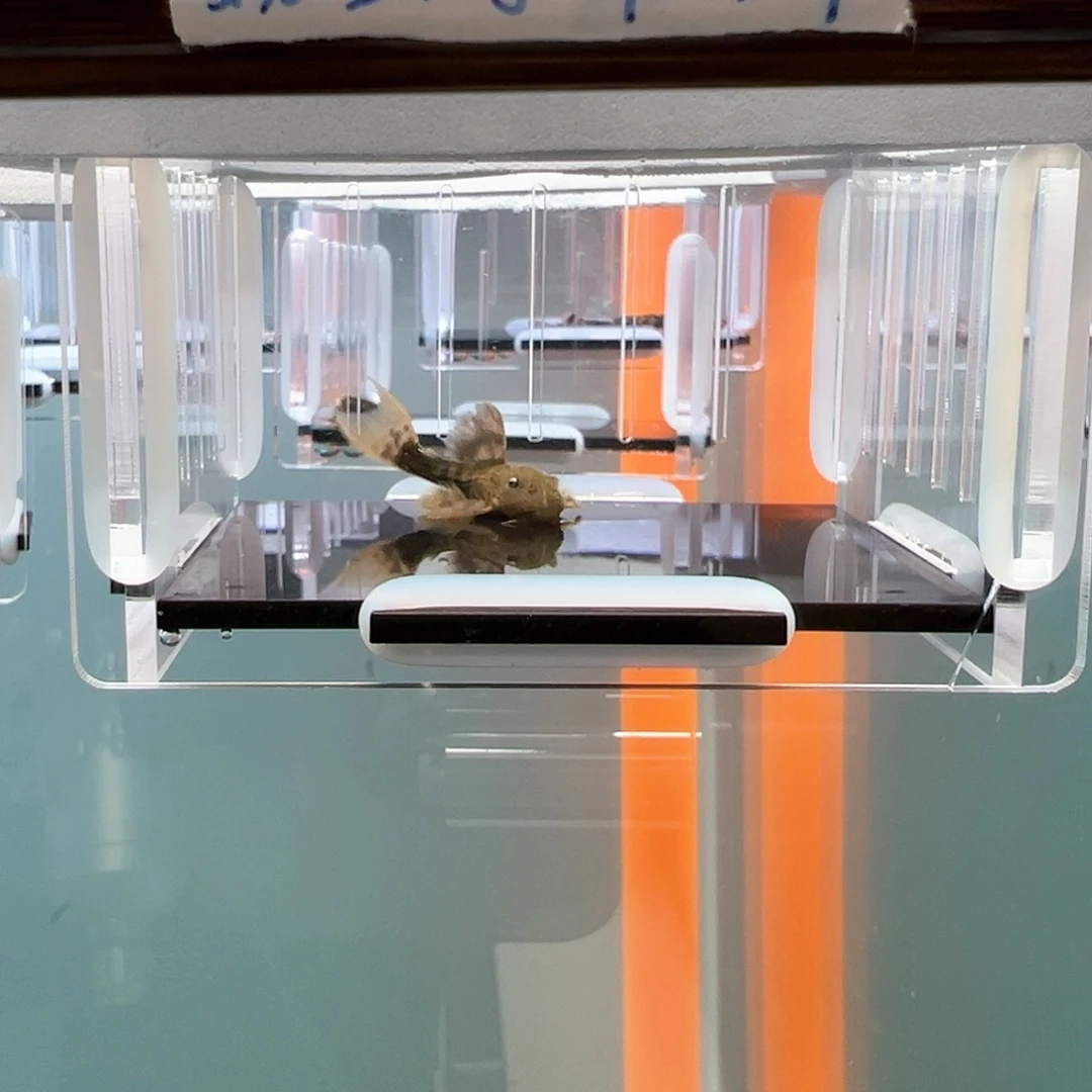 清道夫热带鱼不分公母3.8