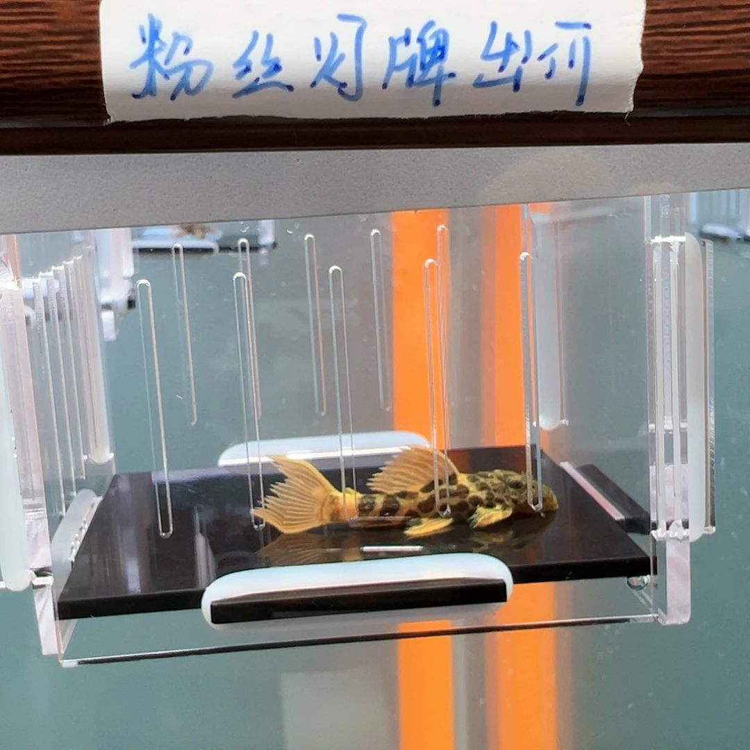 清道夫热带鱼不分公母4.3