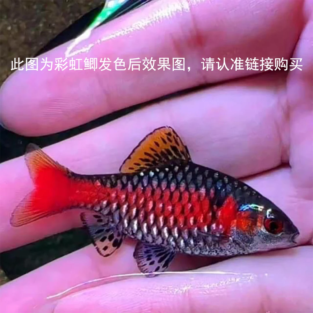 钻石彩虹鲫观赏鱼微发色（入缸包损48小时）6厘米小鱼