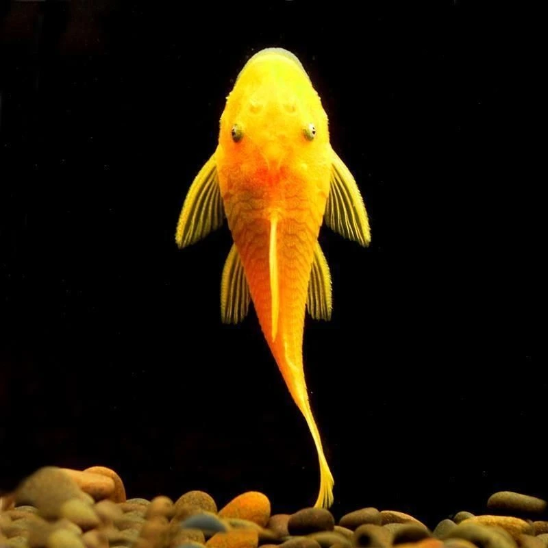 黄金胡子鱼黄金胡子除藻鱼清洁吸盘热带鱼大胡子