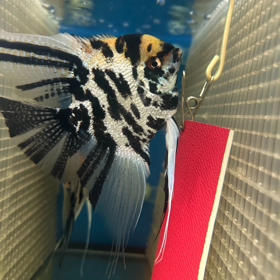 熊猫神仙鱼成鱼种鱼