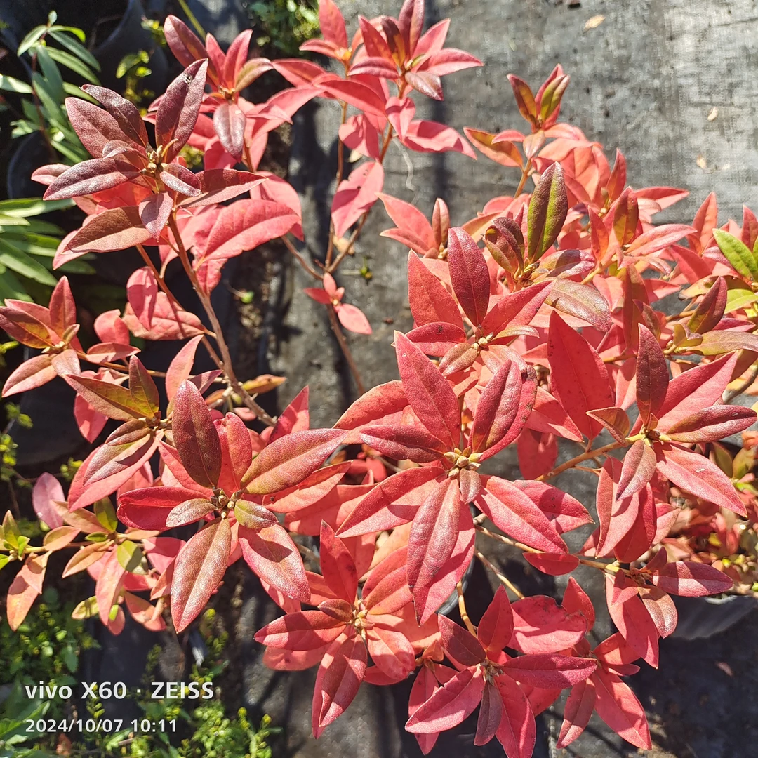 映山红达子香金达莱室外庭院别墅耐寒花卉室内观花观叶红叶