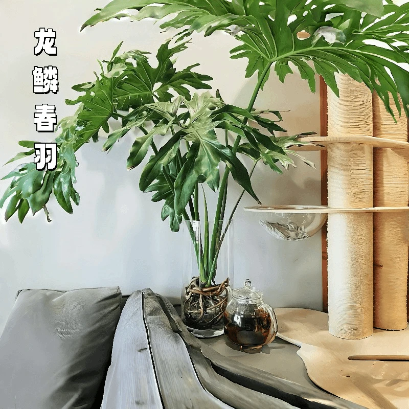 老桩春羽绿植盆栽花卉植物室内易养活无土春羽水培植物室内好养