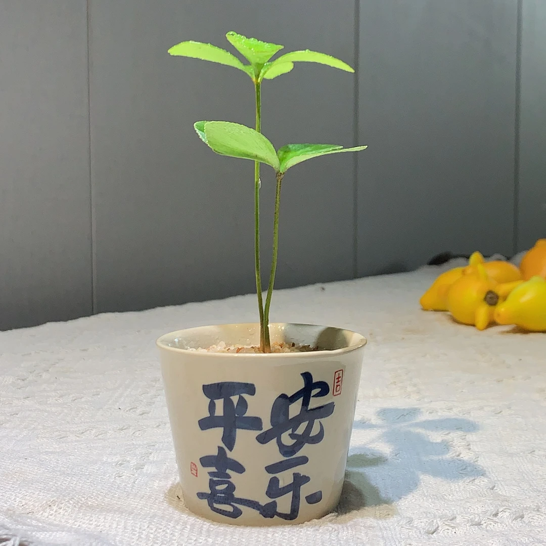 【墨西哥铁树】幸运草平安喜乐办公室内桌面绿植花卉盆栽