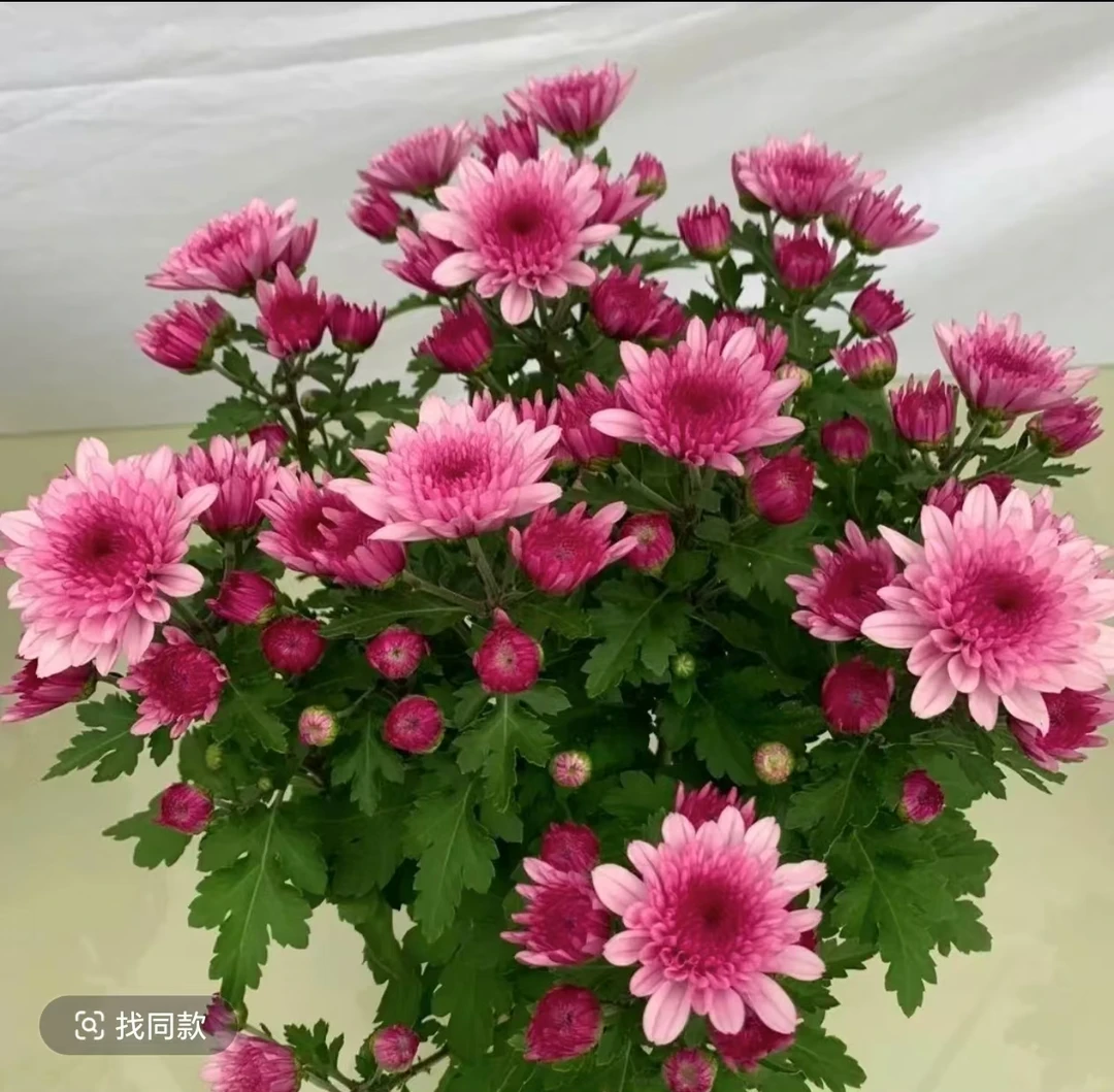 千头菊带花苞菊花盆栽菊花苗九月菊四季球菊四季开花室内花卉植物