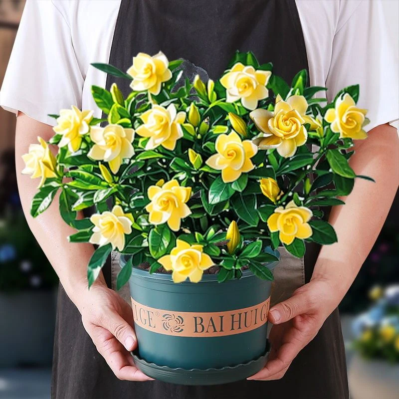 栀子花带花苞室内阳台花期客厅水培盆栽花卉绿植好养净化空气四季