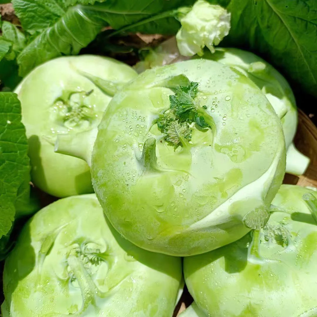 山东正宗水果苤蓝  现摘现发 清脆可口 鲜嫩 香脆 坏果烂果包赔