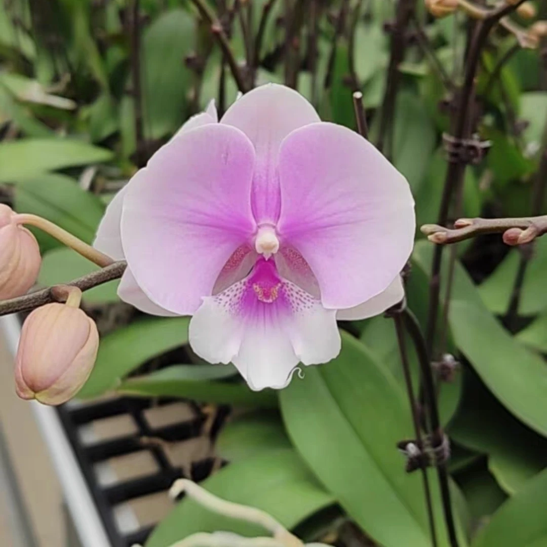 一物一拍【梦幻】蝴蝶兰3.5寸加高杯大花苞成花株包邮