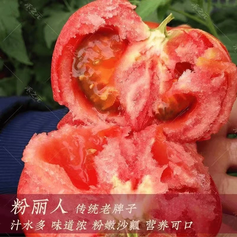 T（树上熟）严选云南高山露天种植沙瓤西红柿番茄当季新鲜蔬菜生吃