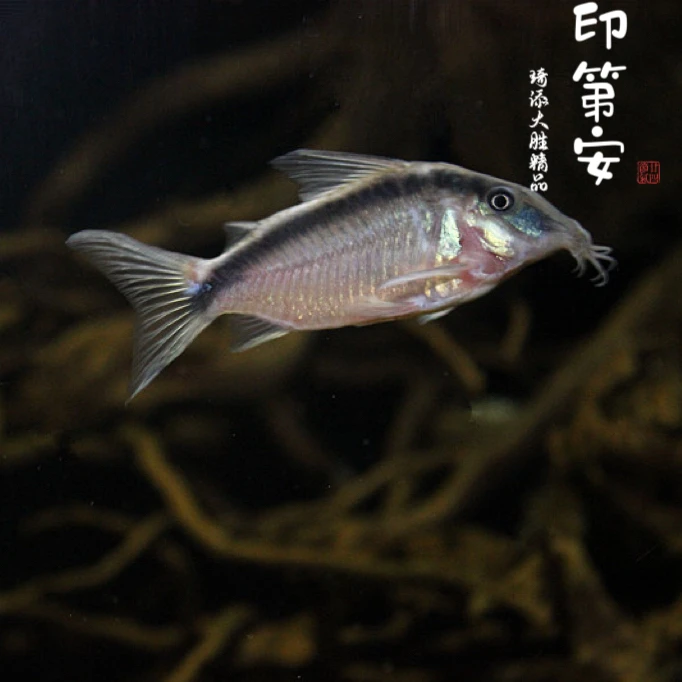 超萌好物琦添大胜印第安鼠工具鱼清缸小能手吃食物残渣小型观赏鱼