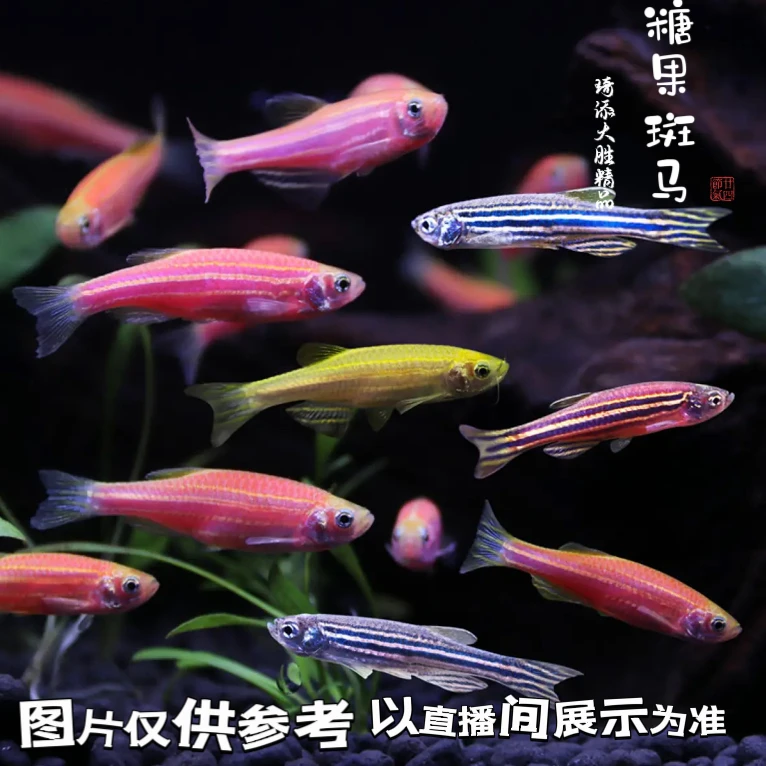 超萌好物琦添大胜 糖果斑马鱼南美小型热带鱼小型淡水观赏鱼