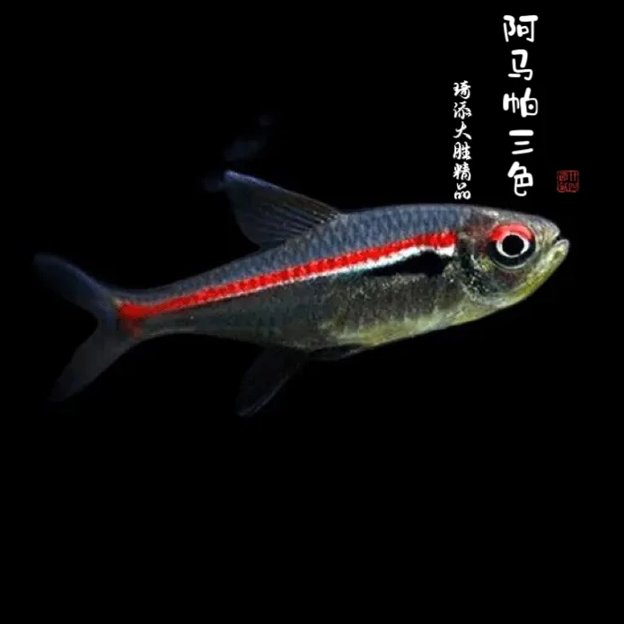 琦添大胜 阿玛帕三色灯科鱼南美小型热带鱼小型淡水观赏鱼