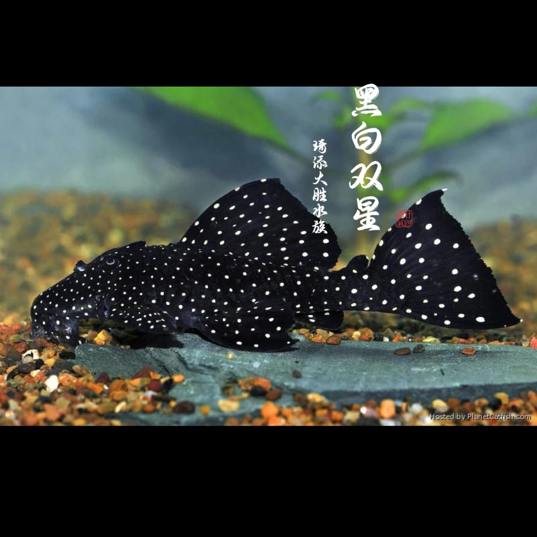 琦添大胜 黑白双星异型工具鱼南美小型热带鱼小型淡水观赏鱼