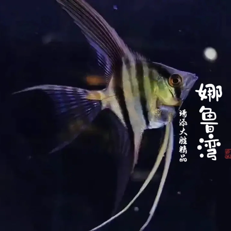 超萌好物琦添大胜 娜鲁湾神仙类鱼南美小型热带鱼小型淡水观赏鱼