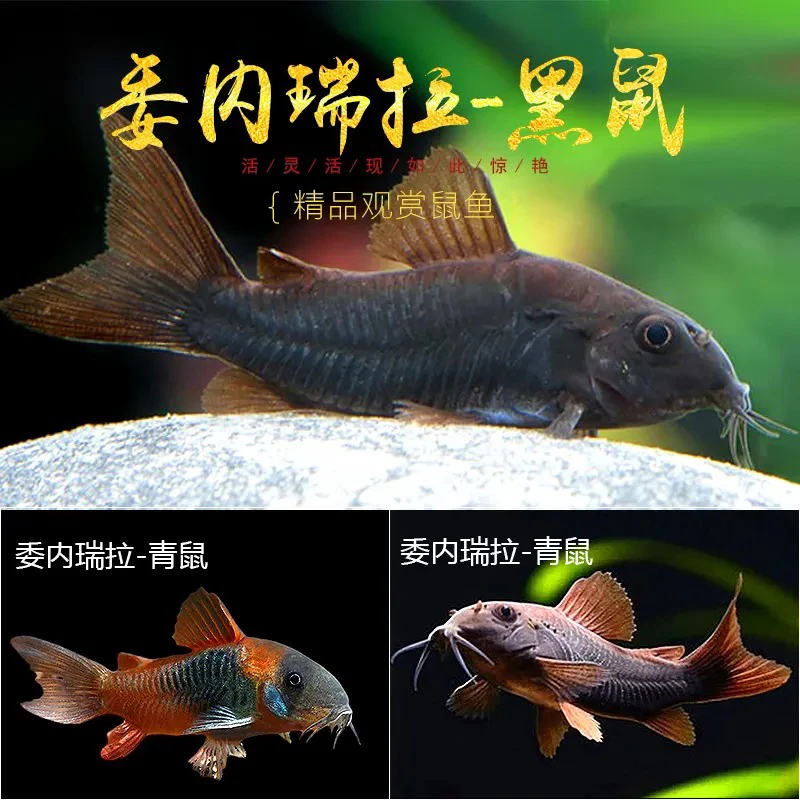 超萌好物琦添大胜委内瑞拉青鼠鱼类南美小型热带鱼小型淡水观赏鱼