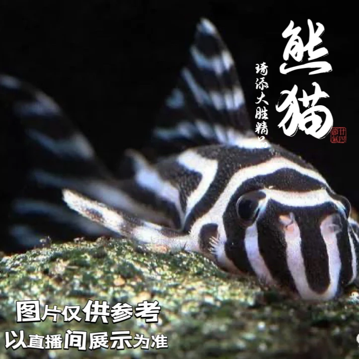琦添大胜 异型 南美小型热带鱼小型淡水观赏鱼