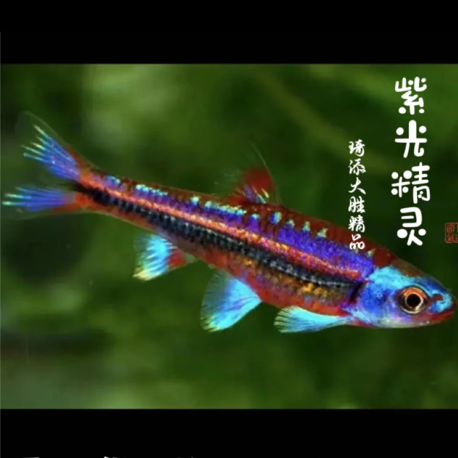 超萌好物琦添大胜 紫光精灵灯科鱼南美小型热带鱼小型淡水观赏鱼