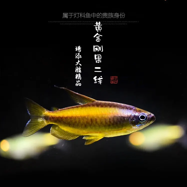 超萌好物琦添大胜黄金刚果二线灯科鱼南美小型热带鱼淡水观赏鱼