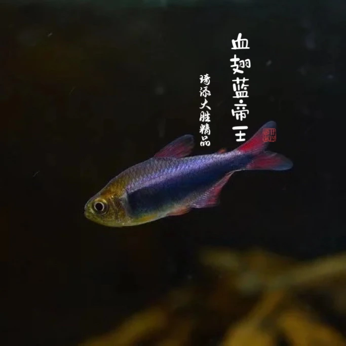 超萌好物琦添大胜 血翅蓝帝王灯科鱼小型热带鱼小型淡水观赏鱼