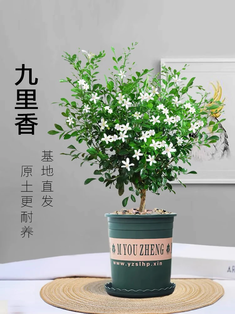 独杆高雅九里香盆栽花卉室内外老桩浓香高雅驱蚊绿植四季开花易活