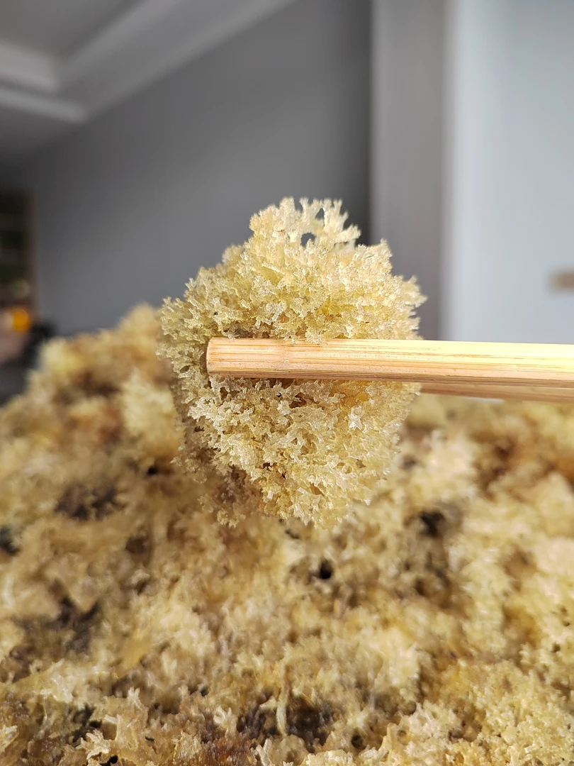 四川宜宾竹海特产新鲜竹燕窝竹花竹菌生态酒店餐饮高档素食材500g