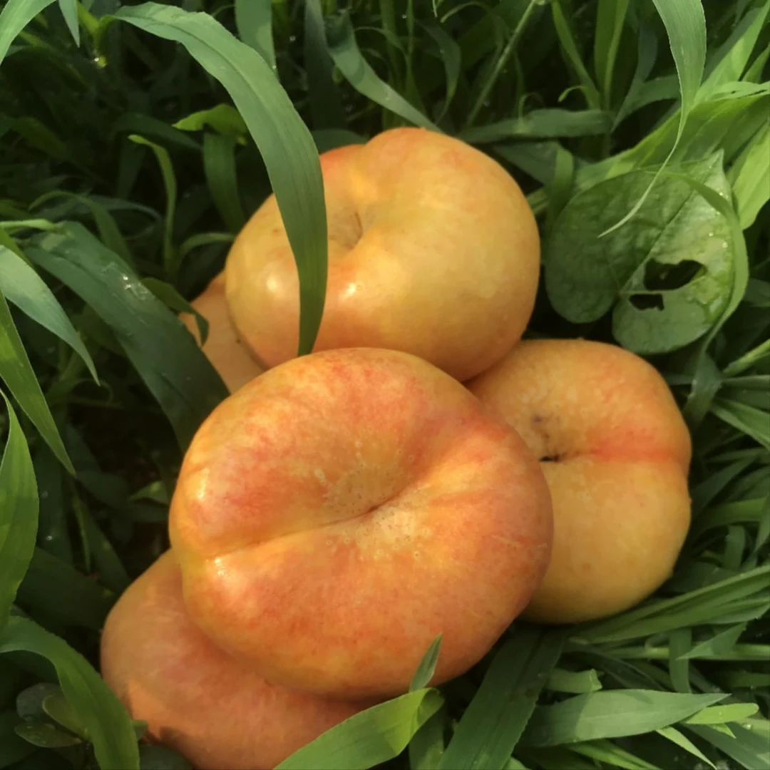 山东蒙阴黄油蟠桃彩虹蟠桃4.5斤陕西桃子