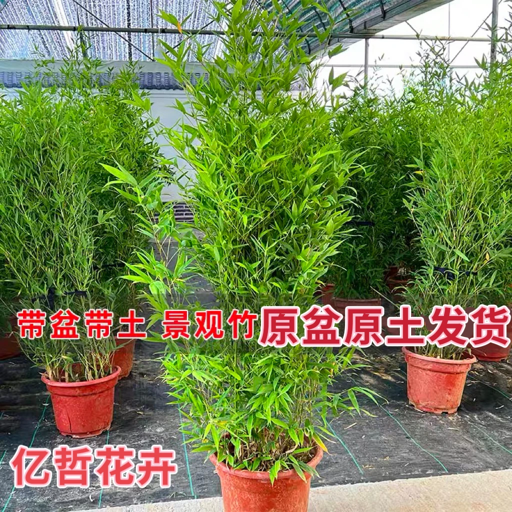 不修剪竹子苗原盆原土发货名贵景观绿竹客厅阳台盆栽庭院耐寒植物