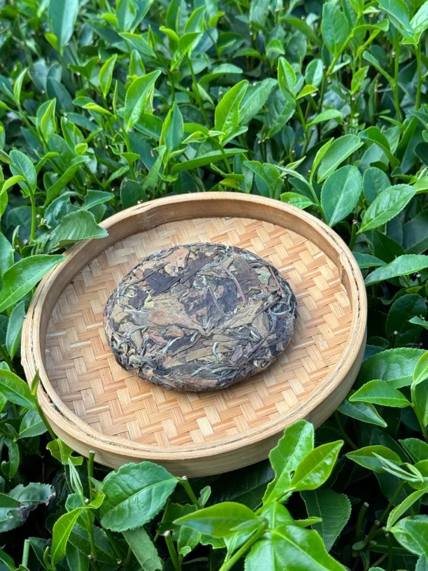 2022年福鼎高山正味寿眉饼