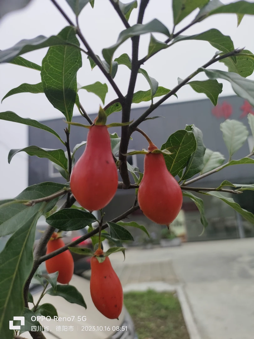 金弹子绿植盆景，阳台客厅观赏植物