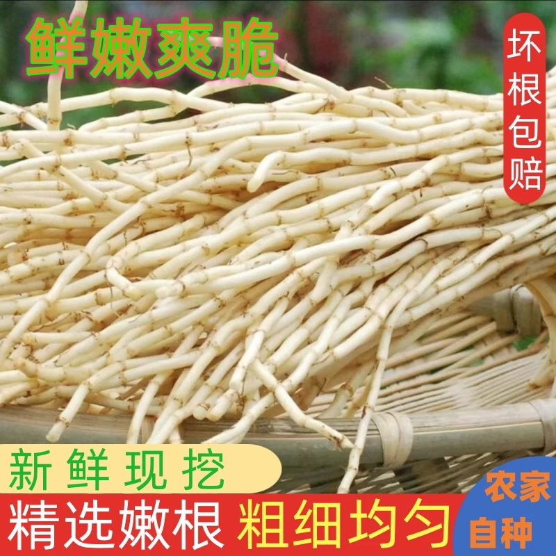 【新鲜现挖】鱼腥草嫩根折耳根节节根凉拌菜下饭菜农家自种有坏包赔