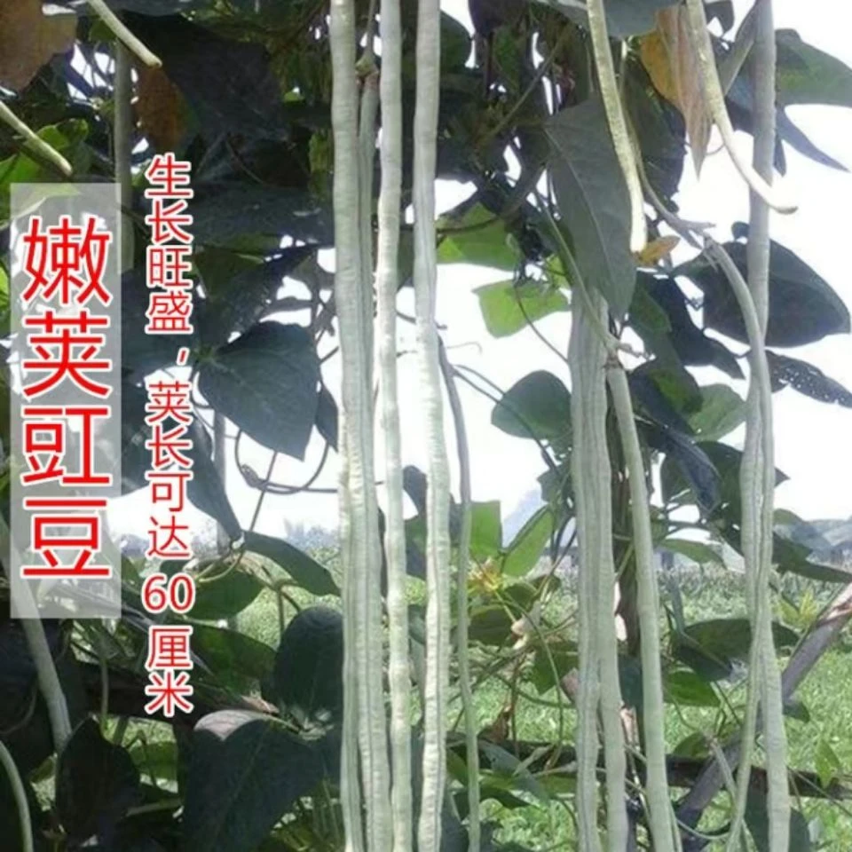 大肉甜豆角白豆角肉厚油白型夏季抗热播种特长农家蔬菜种子