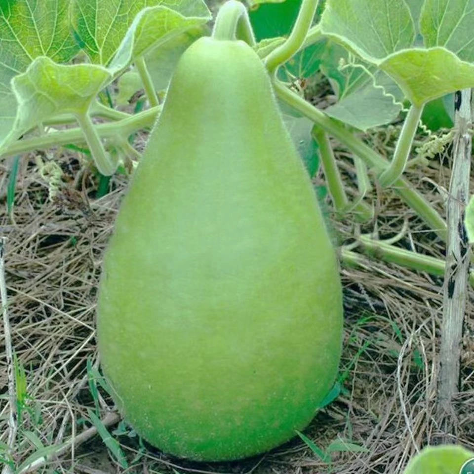 圆瓠瓜种子早生春秋蒲瓜瓠子瓜种籽菜葫芦瓜耐热农家爬藤蔬菜种孑