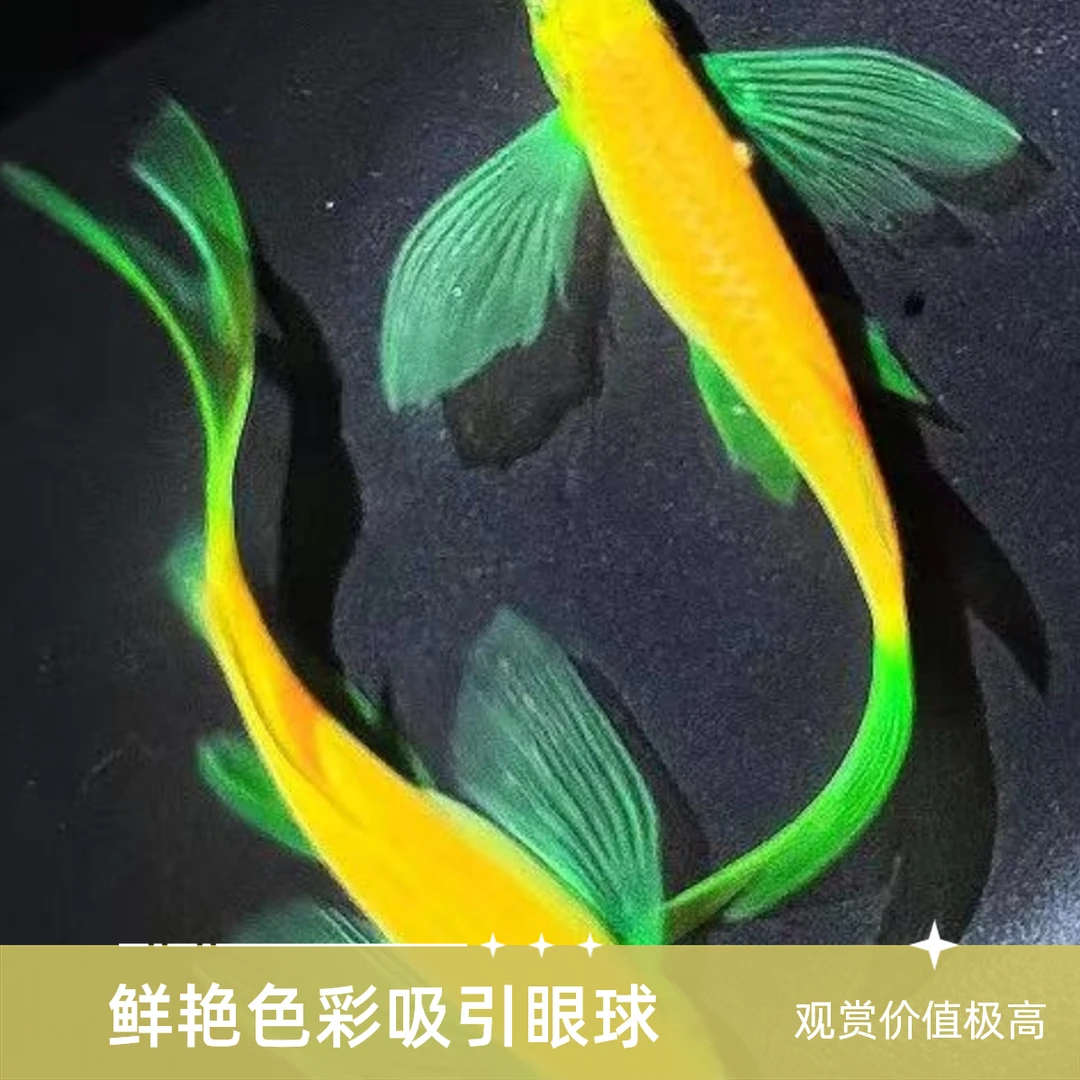 大鱼混色】蝶翼斑马鱼龙凤直播间挑鱼选鱼热带观赏鱼活体好饲养
