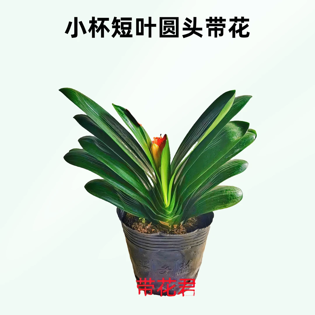 小颗精品带花苞原盆君子兰盆栽专属室内盆栽生长支持一物一拍