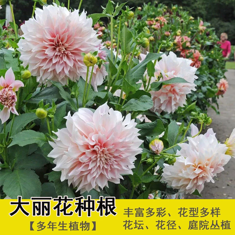 大丽菊花地瓜花大丽花种球庭院种植盆栽植物球根花卉阳台种植室内